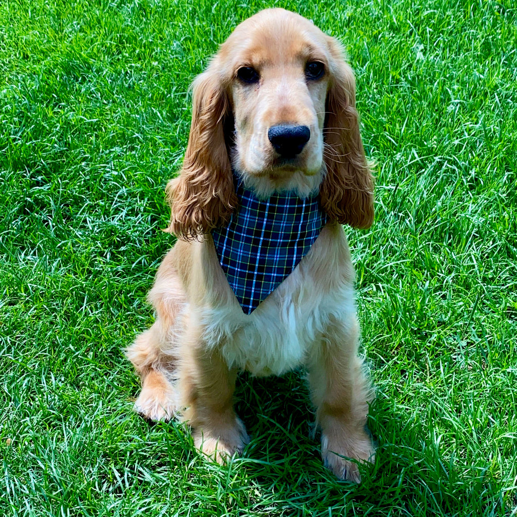 Dog Bandanna- Cornish Field ( hunt)Tartan