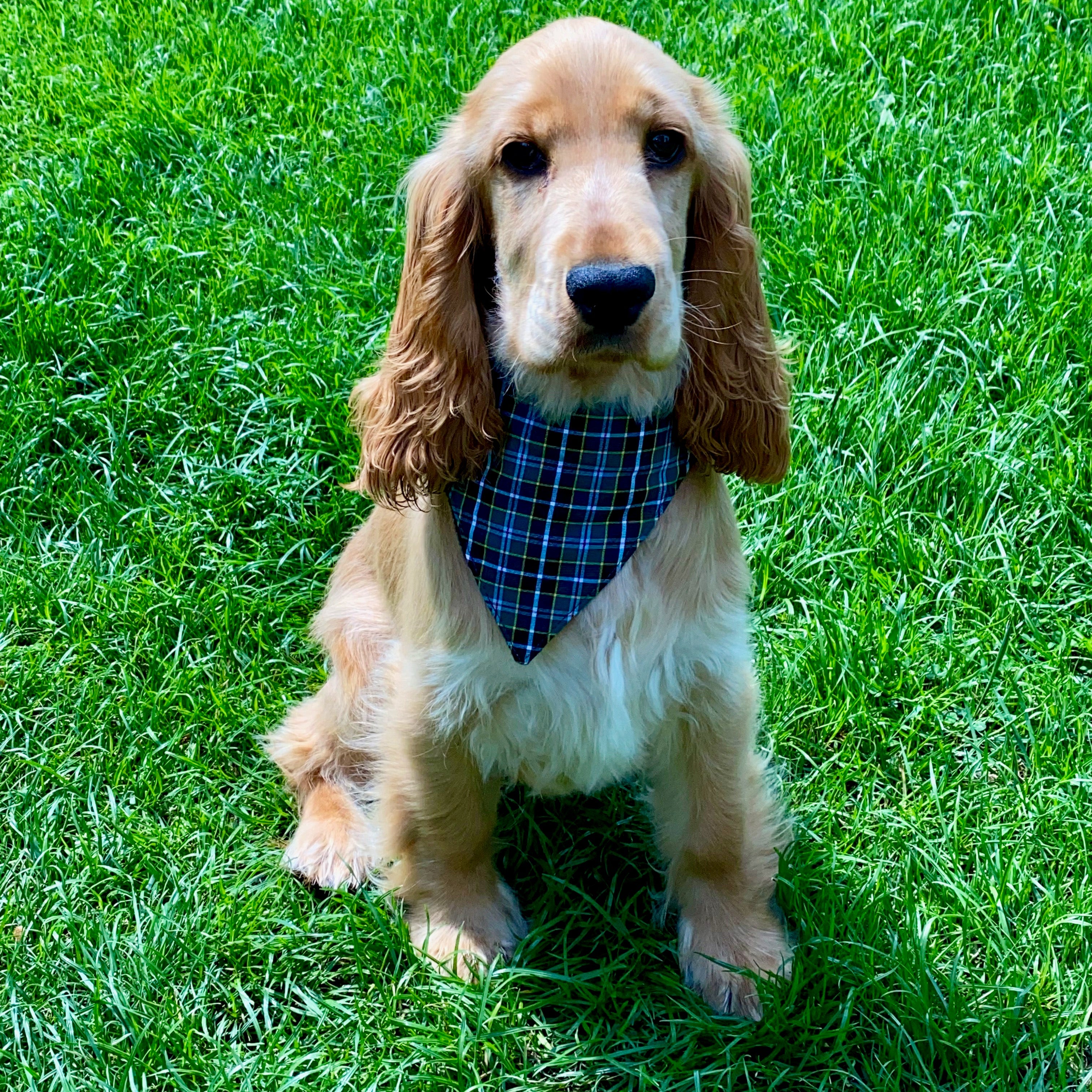 Dog Bandanna- Cornish Field ( hunt)Tartan